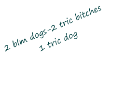2 blm dogs-2 tric bitches1 tric dog