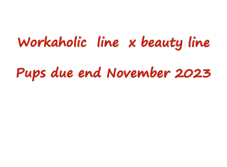 Workaholic  line  x beauty line  Pups due end November 2023