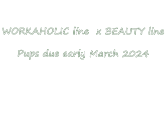 WORKAHOLIC line  x BEAUTY line  Pups due early March 2024